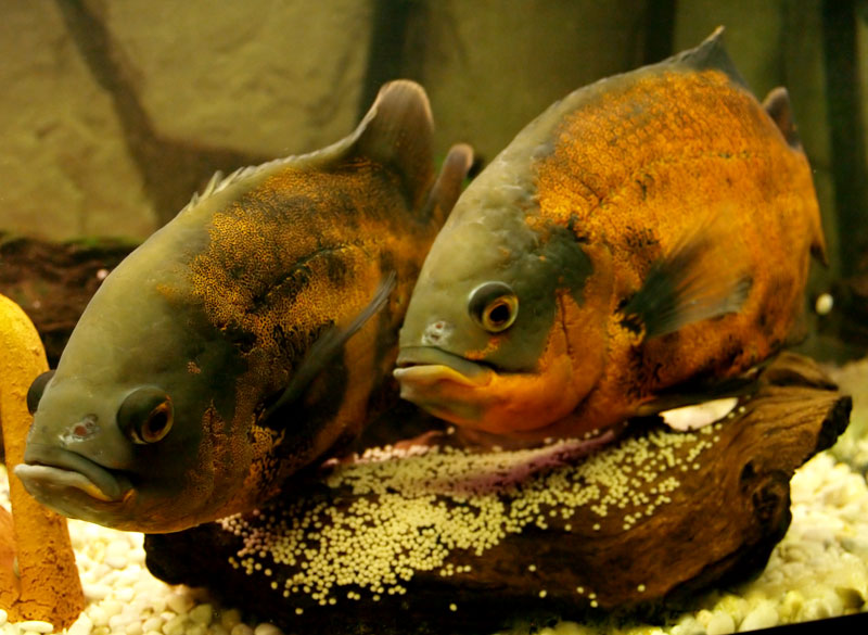 Astronotus Ocellatus 2