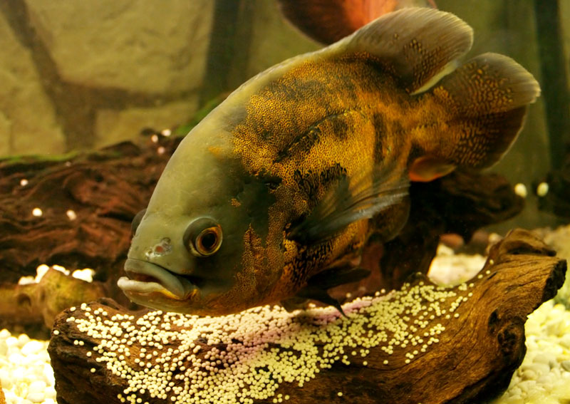 Astronotus Ocellatus 3