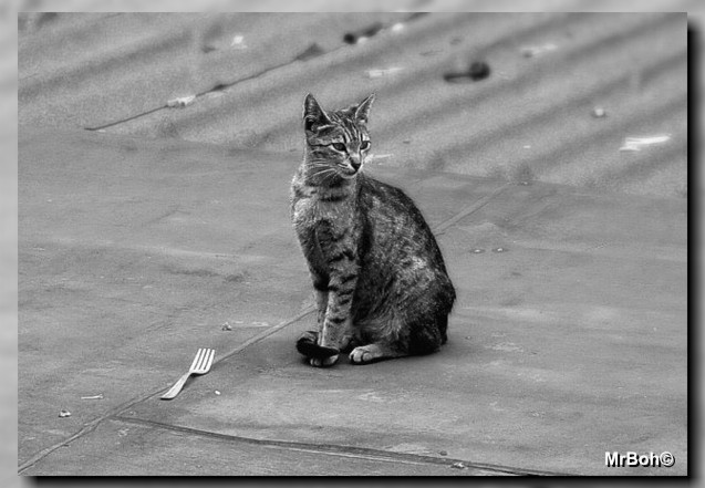 Gatto affamato