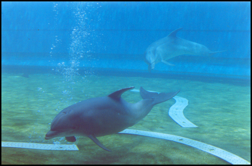 delfini