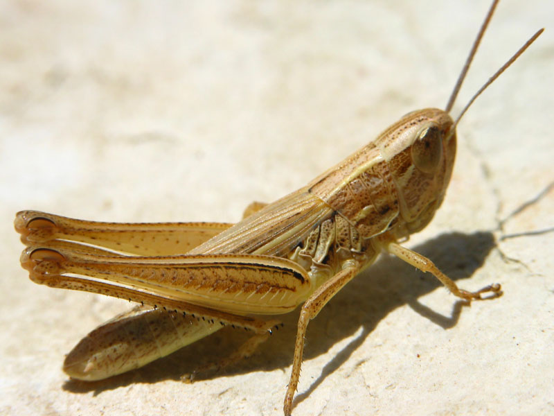 Grillo