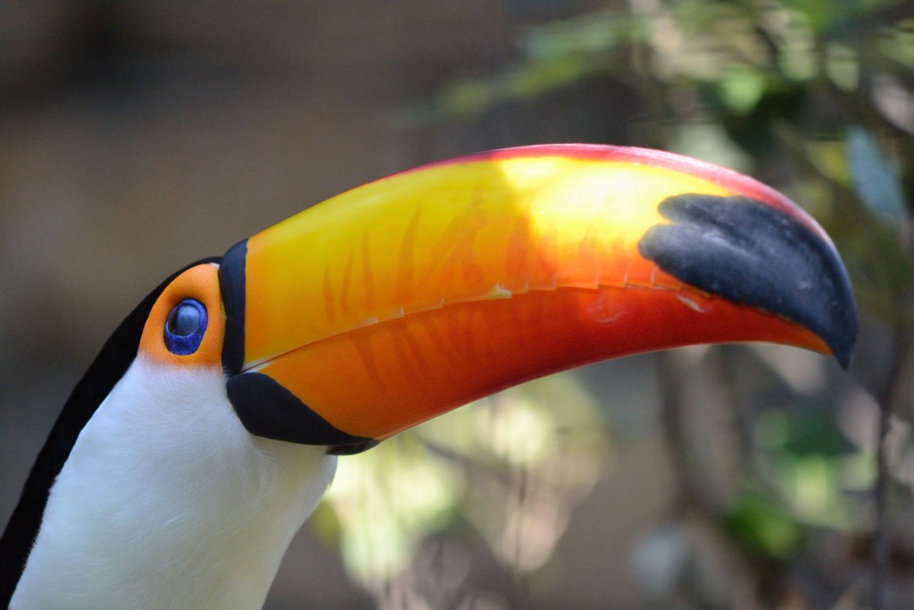 animali