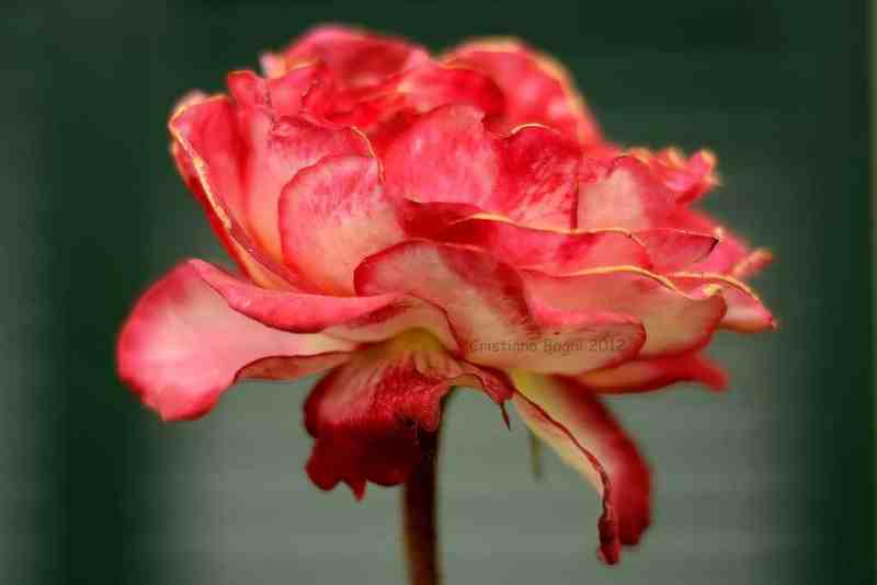 Rosea variegatia!