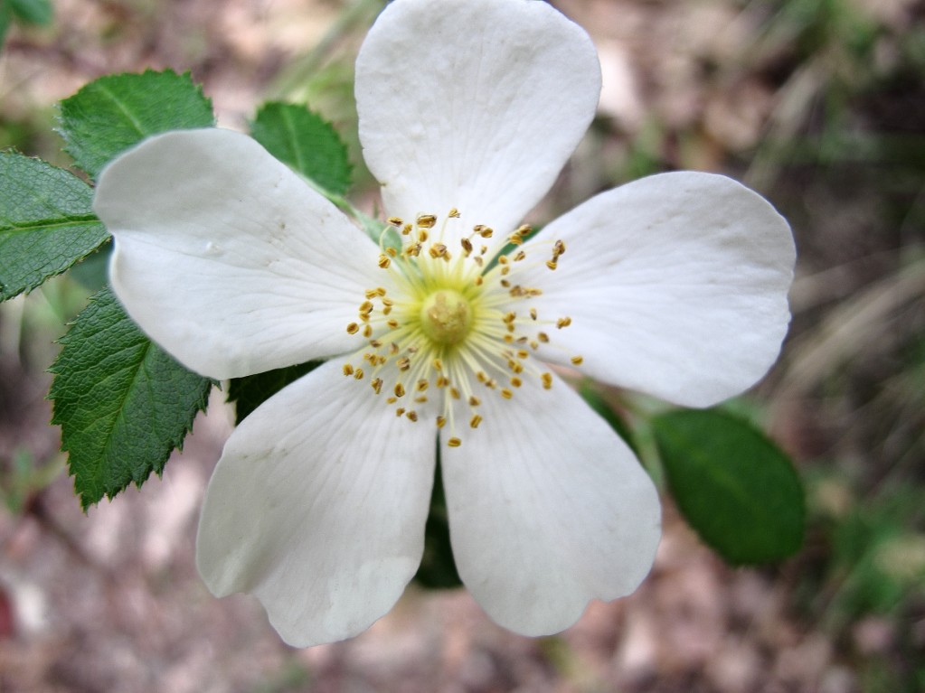 Fiorellino bianco