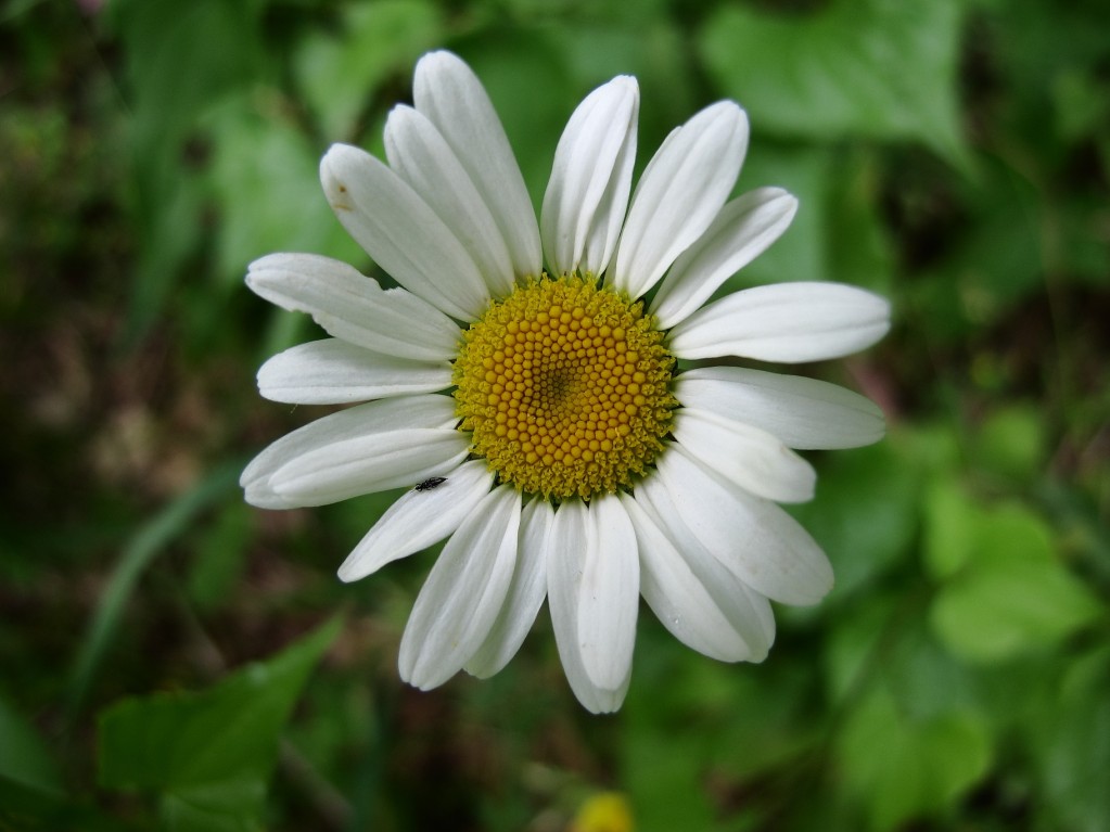 Margheritona