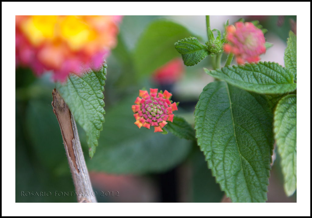 Fiori e colori 5/5