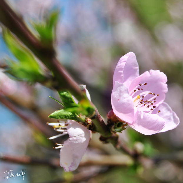 Prime fioriture
