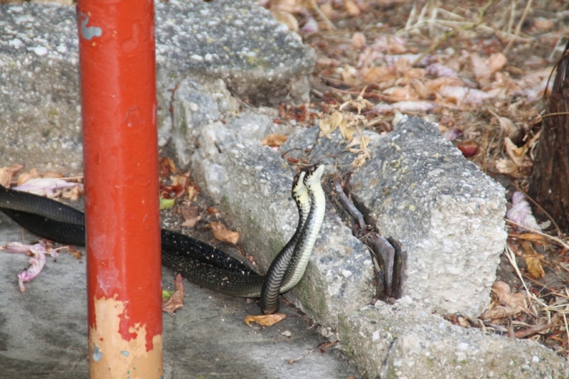 L'amore2...