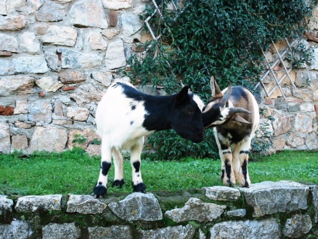 un bacetto