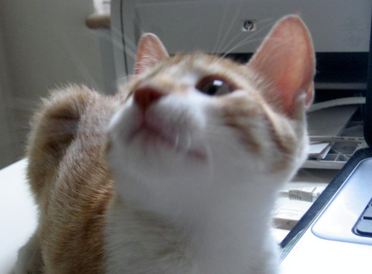Paco