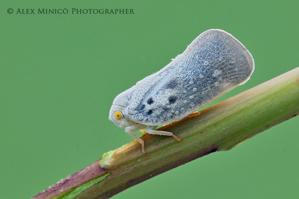 Metcalfa pruinosa
