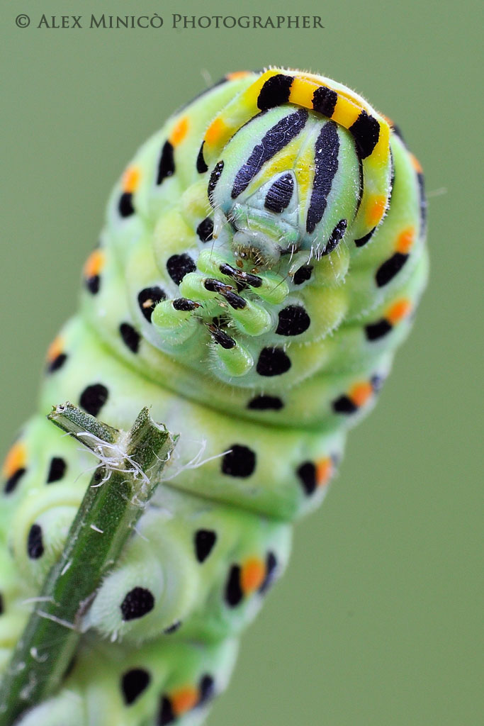 Papilio machaon Papilio machaon
