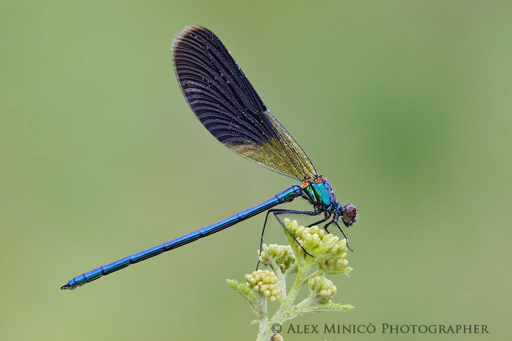 Calopteryx splendens Calopteryx splendens