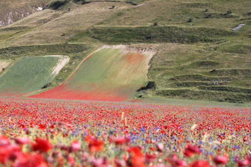 FIORITURA 2012