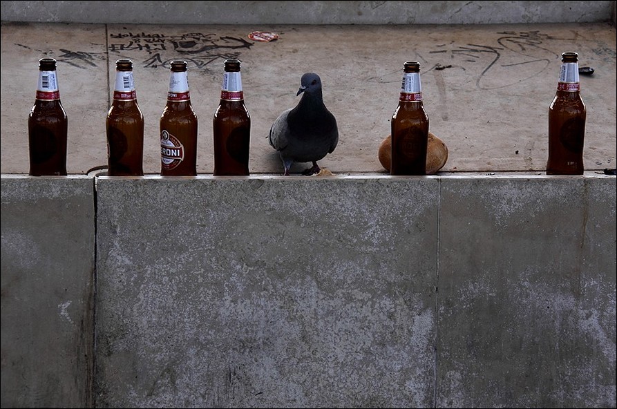 Il piccione...alcolista