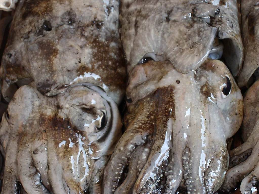 Cuttle Fish with a Dead Friend