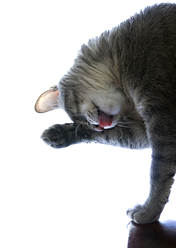 Pulizie... di natale