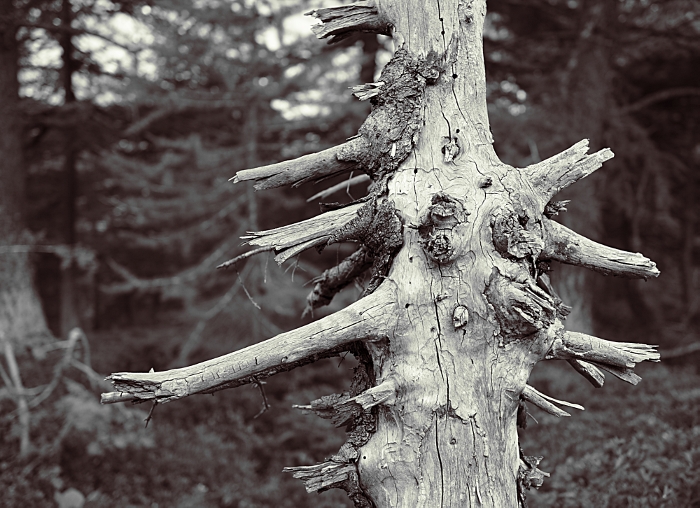 dry tree bn