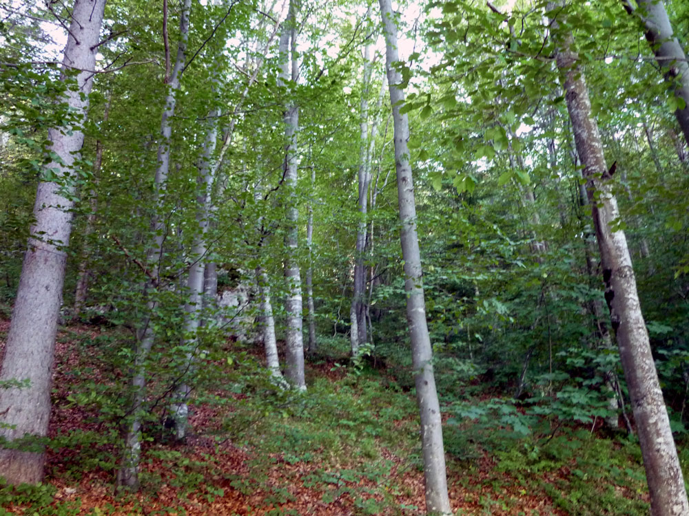 108   Il bosco
