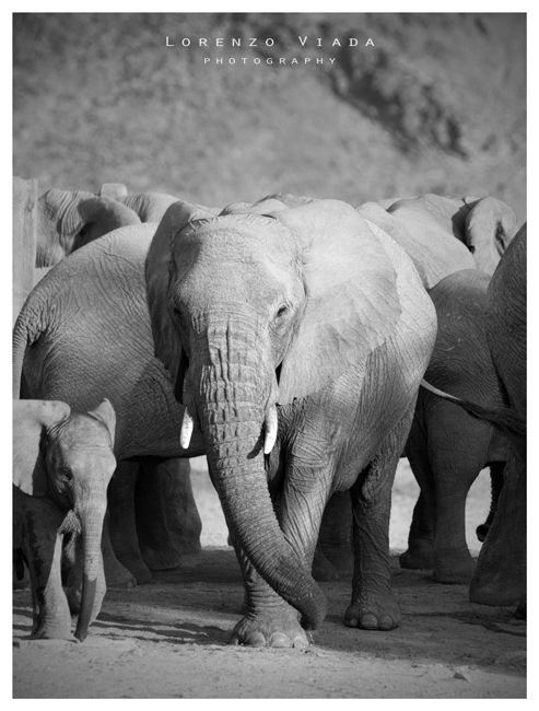 NMB|etosha 6