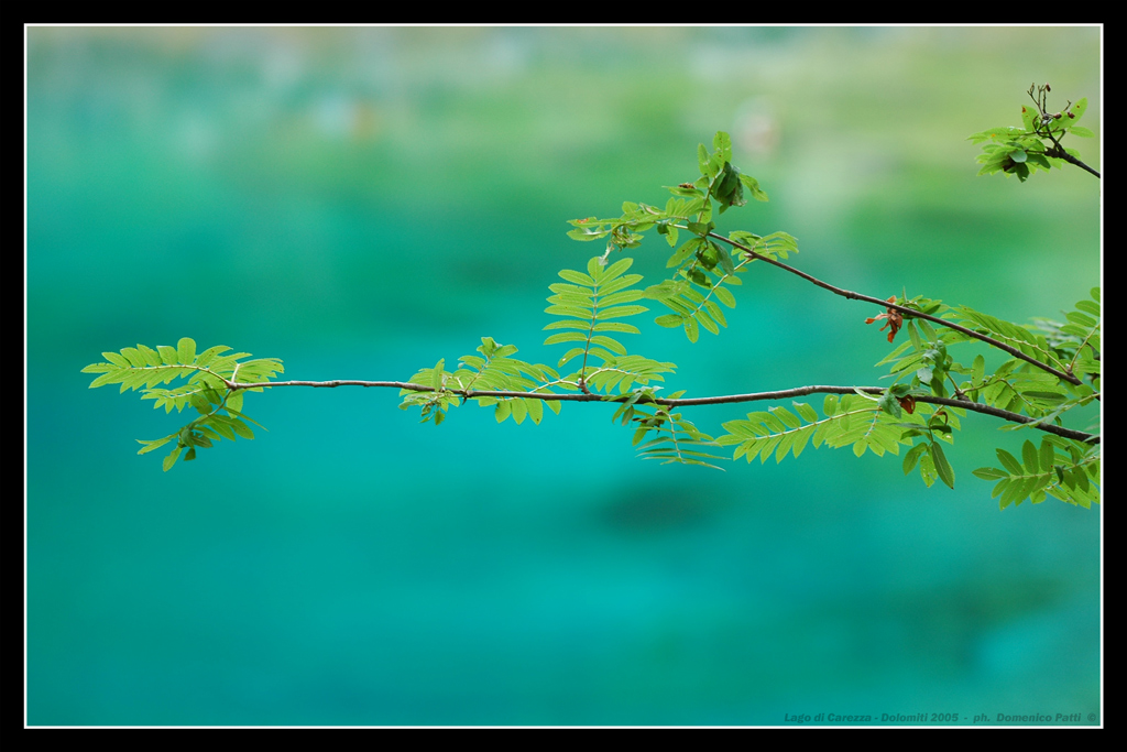 Sfumature di verde