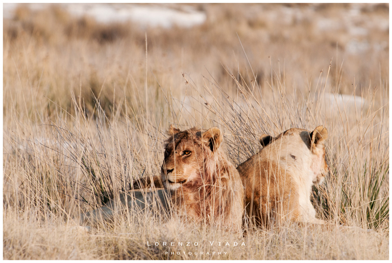 NMB|etosha - THE KING 7