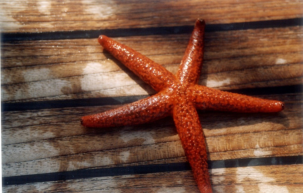 Stella Marina