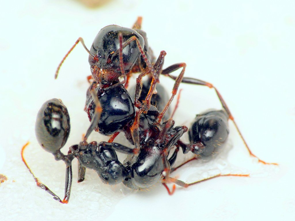 Combattimento fra formiche