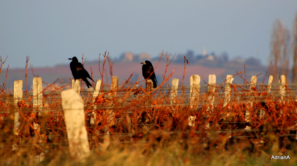  autunno