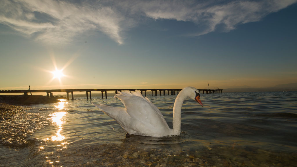 Swan BackLight