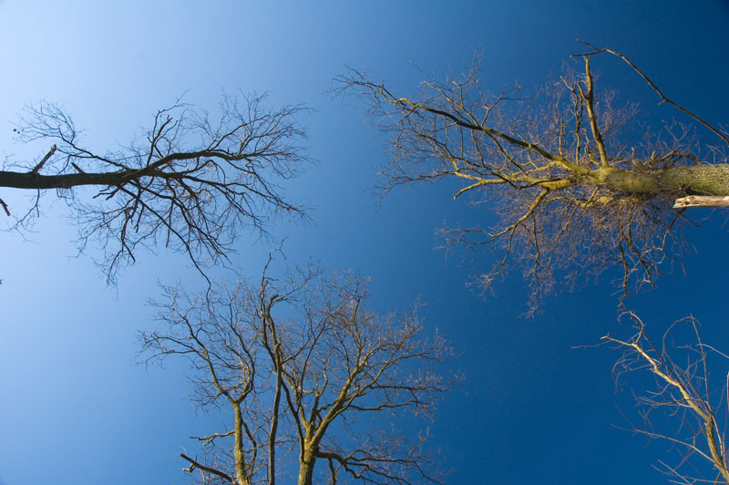 Alberi 2