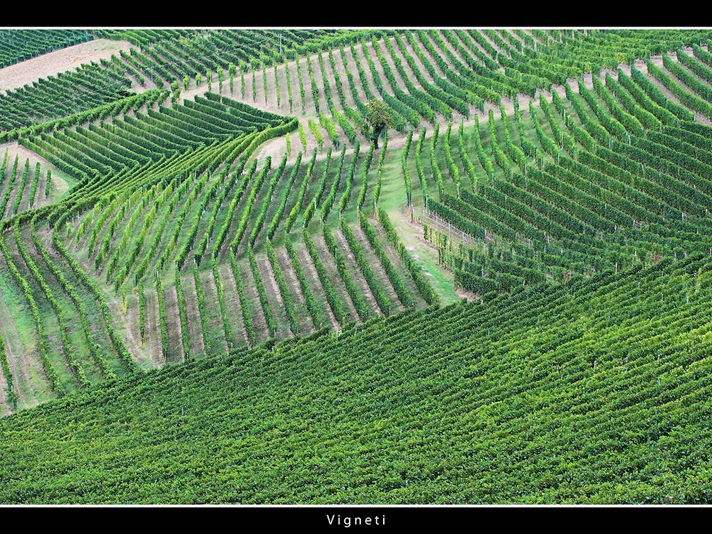 Vigneti # 7