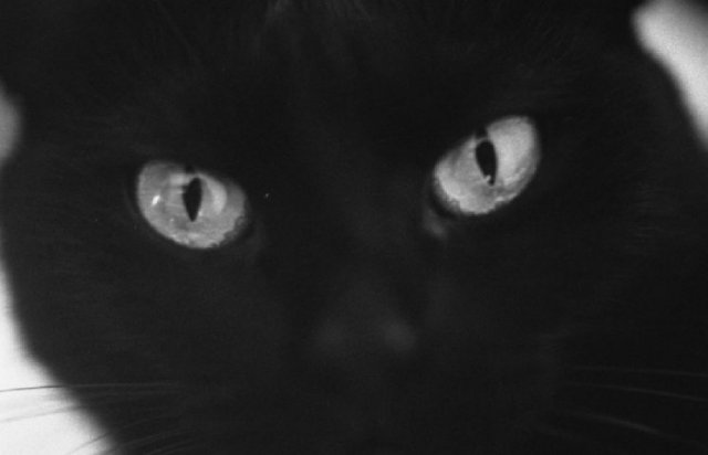 Occhi di gatto