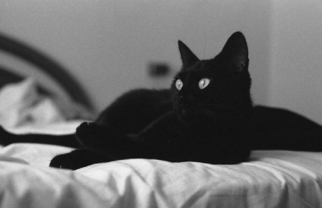 La twiggy