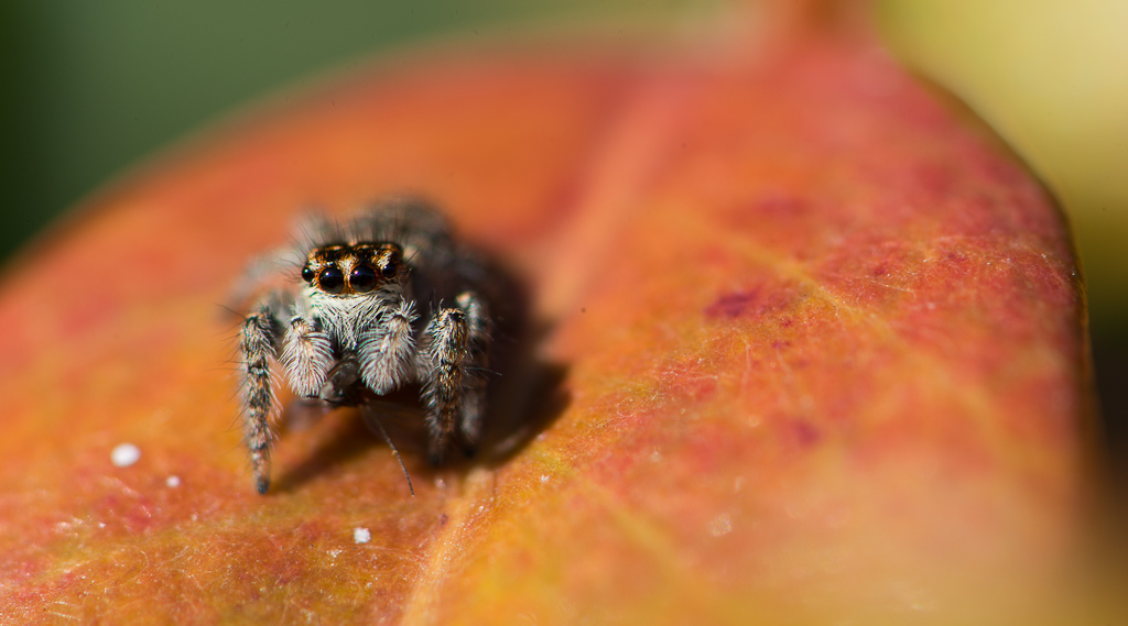 Salticidae sp