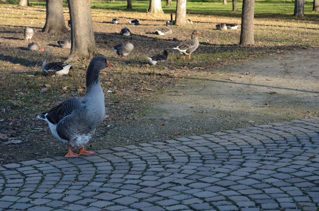 Al parco