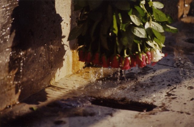 Rose tristi