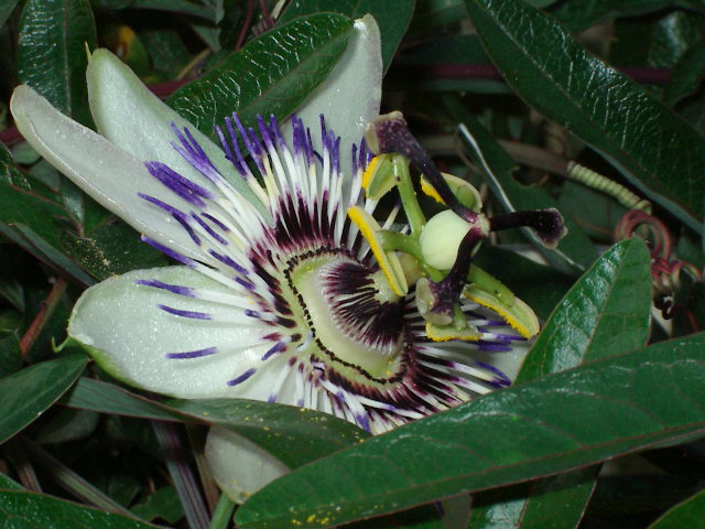 Fiore