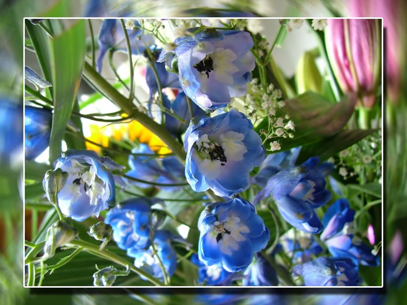 Fiori macro