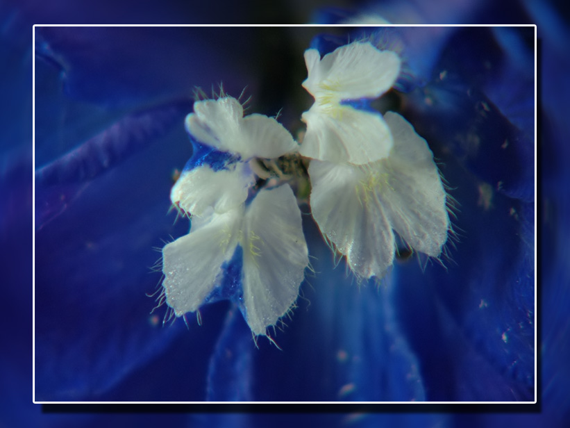 Fiore macro +4