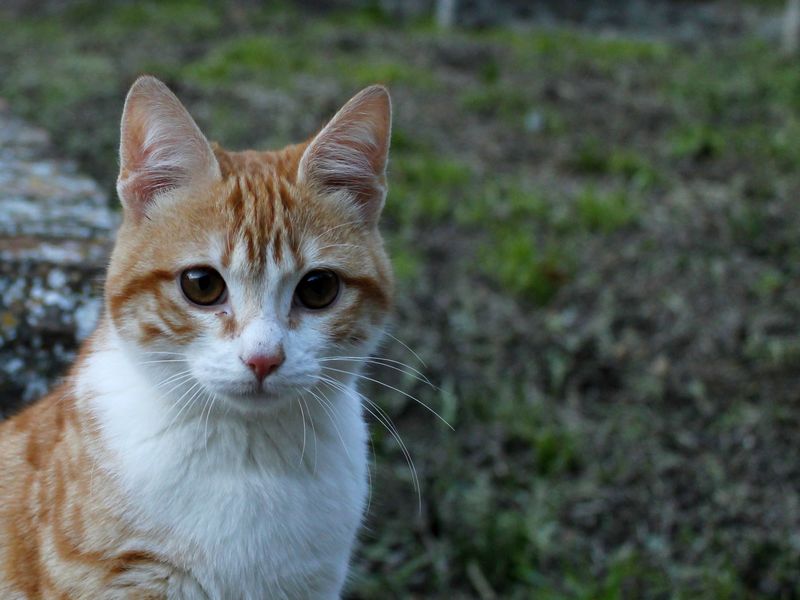 Felix