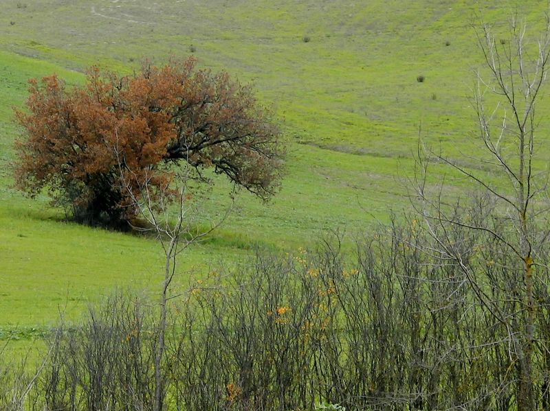 Tree