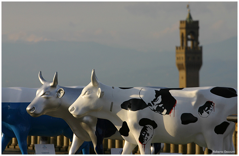 vaca boia