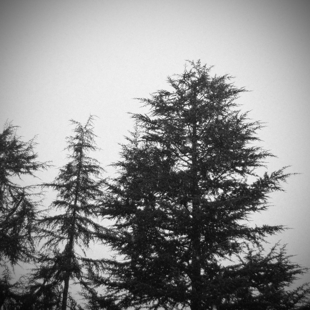 alberi