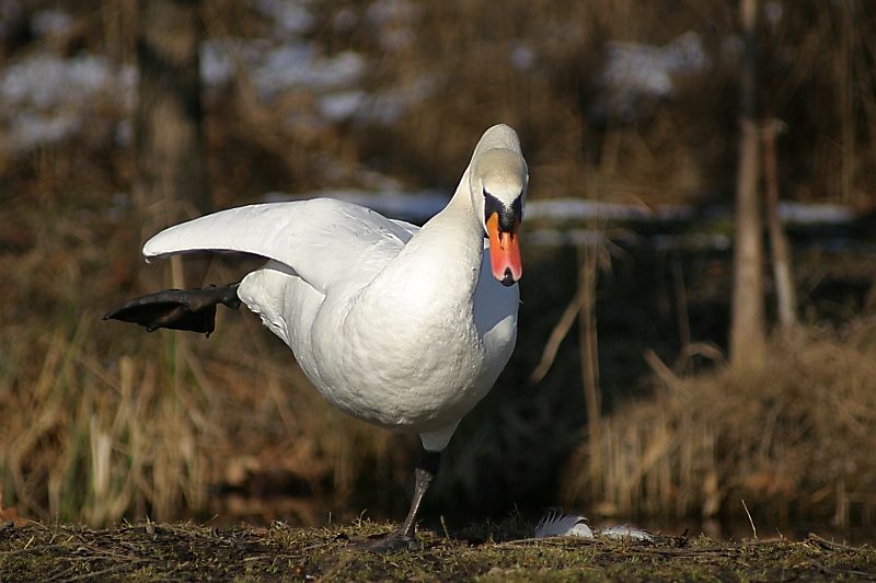 Cigno calciatore?