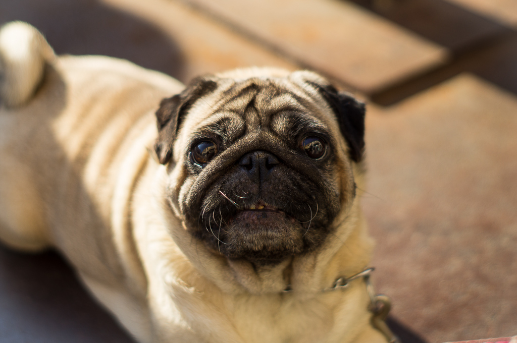 cane simpatico
