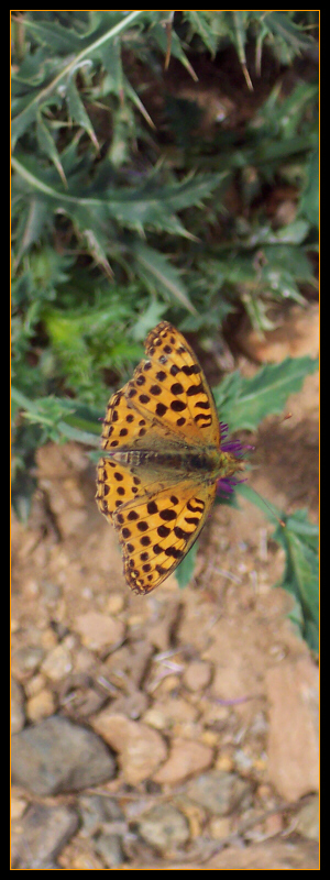 Farfalla
