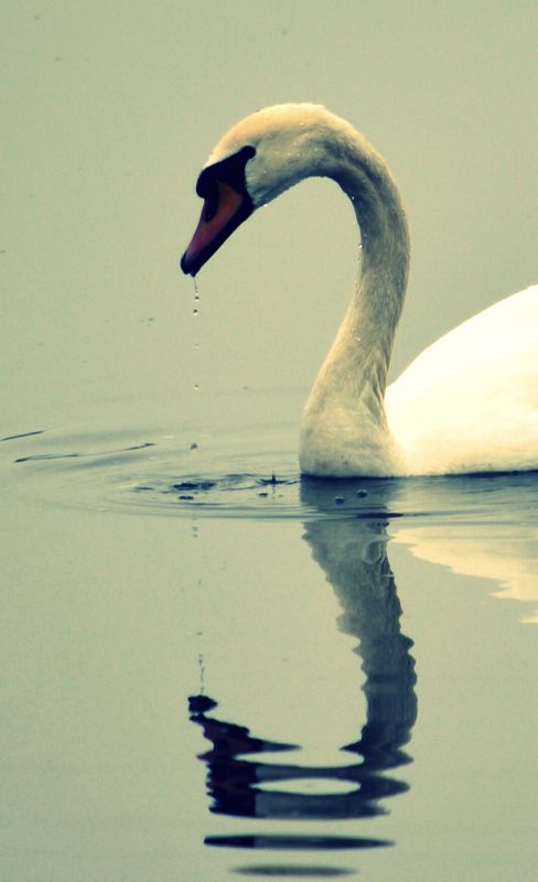 Cigno