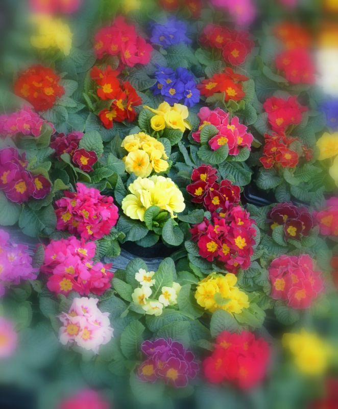 Coloratissimo