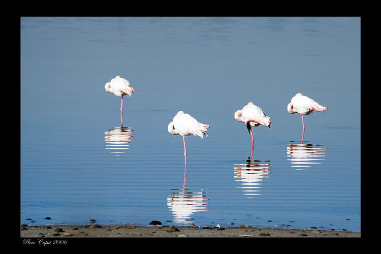 4 Fenicotteri